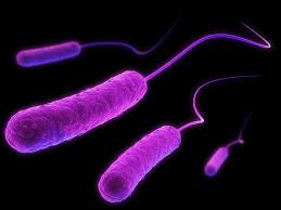 Escherichia coli (abbreviated as e. Microbial Or Mammalian Biosilta Licenses E Coli Tech