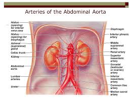 Maybe you would like to learn more about one of these? Blood Vessels Part Ppt Video Online Download