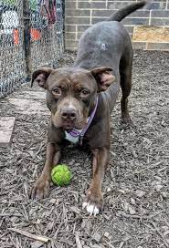 Adopt a 3-year-old, 66-pound dog named Minxie