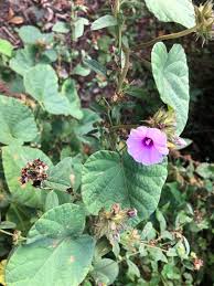 Image result for Ipomoea wightii