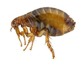Having a go with the lengthy animals brings helpful flea control for yard of yours. 5 Pro Tips On How To Treat For Fleas In The Yard