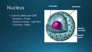Check spelling or type a new query. Do Now Collect The Handouts Turn Your Lab Into The Bin Do Now Ppt Video Online Download