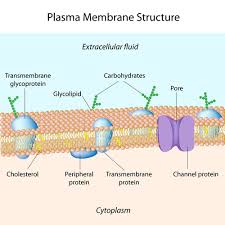 Contains salts, minerals, and organic molecules. Cell Transport Read Biology Ck 12 Foundation