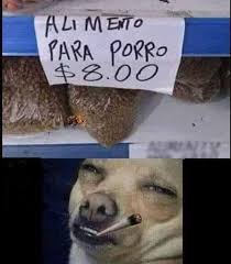 €* 13 eyl 1999, don benito, ispanya. Pin On Perros Memazos
