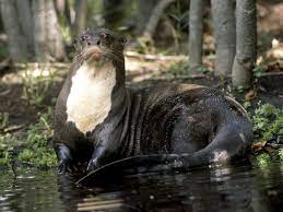 River Otter Amazon Rainforest Animals Rainforest Animals Top 10 Endangered Animals