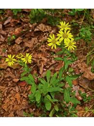 This easy to grow hybrid is mildew resistant. Chrysopsis Mariana Maryland Goldenaster Native Plants Of North America