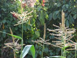 Image result for Zea mays