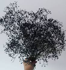 Hipmer On Instagram How About Some Cool Black Sprayed Dried Baby S Breath Gypsophila Trial 1 Drying Dyed Babys Breath Babys Breath Flowers Amazing Flowers