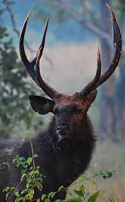 Sambar Buck Deer In India The Sambar Can Comprise Up To Nearly 60 Of The Prey Selected By The Bengal Tiger Sambar Deer Melanistic Animals Animals Beautiful
