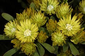 Image result for Aulacocalyx laxiflora