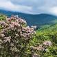 Warm Flow Yoga at Fusion Yoga and Wellness event in Cashiers, NC