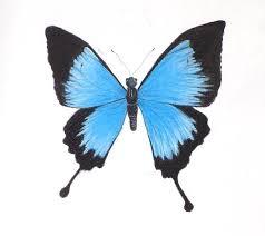 Pin By Hristina Dzhelepova On Other In 2021 Pencil Drawings Easy Drawings Anime Butterfly