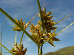 Image result for Cyperus denudatus