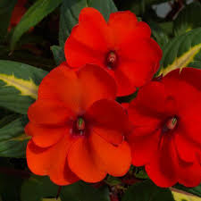 Image result for Impatiens sylvicola