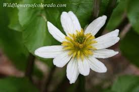 Marsh Marigold Flower Colorado Flower Colorado Wildflowers Wild Flowers Marsh Marigold