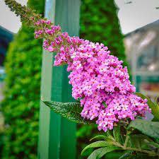 Lo & behold ® 'purple haze' is the largest of this series; Pugster Pink Butterfly Bushes For Sale The Tree Center