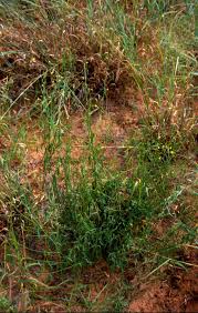 Image result for Helinus