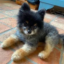 Interpret My Dream About Puppy
