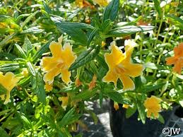 Image result for Mimulopsis champluvierae