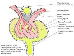The most common presenting symptoms were anorexia and uremia. Glomerular Basement Membrane Wikipedia