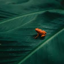 Find the best frog wallpaper on wallpapertag. Bi16 Frog Leaf Orange Nature Art Wallpaper