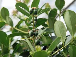 Image result for Psidium cattleianum