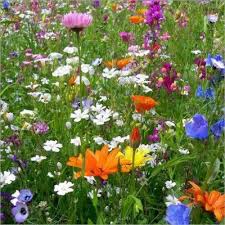 How To Create A Wildflower Meadow In Your Garden Follow The Yellow Brick Home In 2020 Flowers Perennials Meadow Flowers Wild Flowers