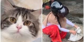 Check spelling or type a new query. Ratusan Kucing Terdampak Gempa Sulbar Kondisinya Trauma Hingga Diare Merdeka Com