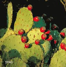 Imagine a cactus that grows rapidly in ordinary garden soil and whose luscious fruit sells at the would you want to try to grow that cactus? What S For Dinner