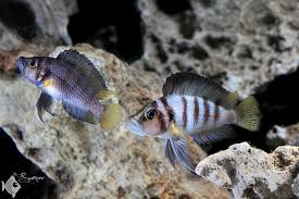 Altolamprologus Sp Compressisceps Sumbu Shell Freshwater Aquarium Fish Aquarium Fish Cichlid Aquarium
