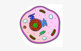 Description simple diagram of animal cell ensvg english. Collection Of Cell Transparent High Quality Animal Cell Cartoon Drawing Png Image Transparent Png Free Download On Seekpng