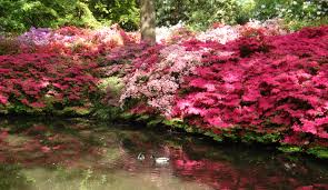 Design elements include stone lanterns, paths and bridges. Rain Dianajhale