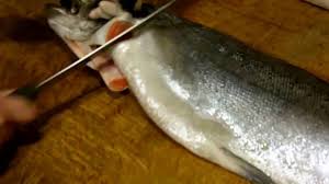 If you know synonyms for oncorhynchus nerka, then you can share it or put your rating in listed similar words. Sockeye Salmon Culinary Profile Chefs Resources