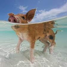 Sie wurden vor vielen jahren von einheimischen. Schwein Gehabt Auf Den Bahamas Susse Tiere Haustier Tierbilder