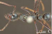 Image result for Gnidia chapmanii