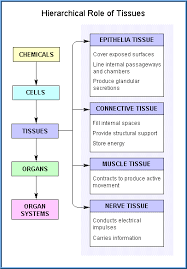 Epithelial Tissue Quiz Epithelial Tissue Is Specialized To