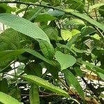 Image result for Ficus ottoniifolia