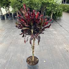 Image result for Croton kilwae