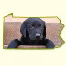 Check spelling or type a new query. Puppies For Sale In Pa