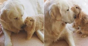 Great to have you here! See Cute Pictures Of A Golden Retriever And Bunny Rabbit Popsugar Pets