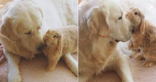 We share our beloved golden retrievers and two rescue kitties. See Cute Pictures Of A Golden Retriever And Bunny Rabbit Popsugar Pets
