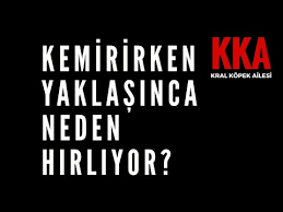 Kopegim Bana Hirliyor Youtube