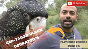 Maybe you would like to learn more about one of these? Red Tailed Black Cockatoo S Free Flight Bird Training Breeding And Their Management Youtube
