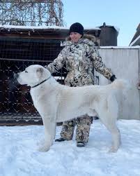 We ensure that everyone gets a healthy, playful puppy. Central Asian Shepherd 12 Months From Timertash Ru Alabai Dog Dog Breeds Pictures Livestock Guardian Dog Breeds