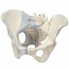 During pregnancy, the ligaments between the symphysis and the. Anatomy Model Female Pelvis With Ligaments In 3 Parts