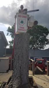 Columbus has been called one of the best cities in the world for architecture lovers. Isa Certified Arborists In Columbus Lancaster Newark By Mid Ohio Tree