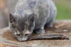 Cat have various dietary demands as compared to us human beings, and what is healthy and balanced for us, is not necessarily healthy. Can Cats Eat Oatmeal And What Are The Benefits For Cats Cats Cats And Kittens My Animal