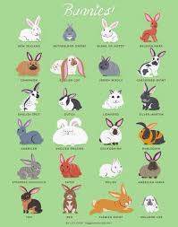 we present to you a chart of bunnies rabbit breeds cute