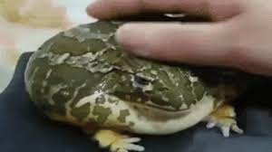 Generates random animals that are commonly kept as pets. Mmmm Myes Pet Froge Meme Generator Template Soupmemes