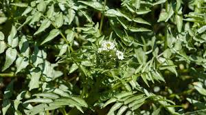 Image result for Berula thunbergii